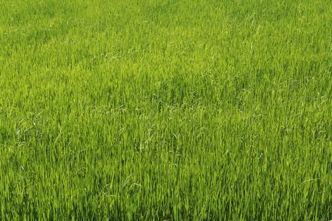 Green Field Background Stockfoto's