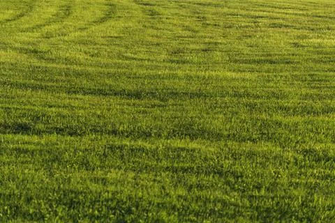 Green field background at sunset time, landscape view. Stock Photos
