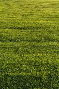 Green field background at sunset time, landscape view. Stock Photos
