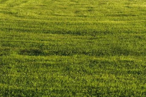 Green field background at sunset time, landscape view. Stock Photos