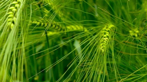 Green field of barley close-up. Stock Footage 64953213