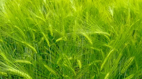 Green field of barley close-up. Stock Footage 64953266