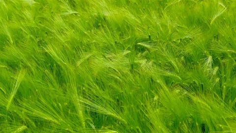 Green field of barley close-up Stock Footage 75797261