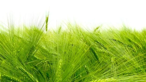 Green field of barley Stock Footage 75796895