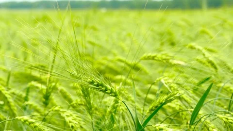 Green field of barley Stock Footage 75797120