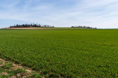 Green field of barley with trees in the background and the sky in blue on a s Stock Photos
