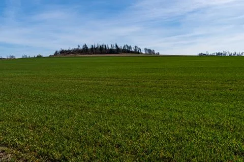 Green field of barley with trees in the background and the sky in blue on a s Stock Photos