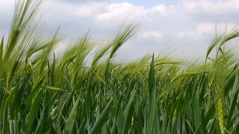 Green field of barley in the wind Stock Footage 92892602