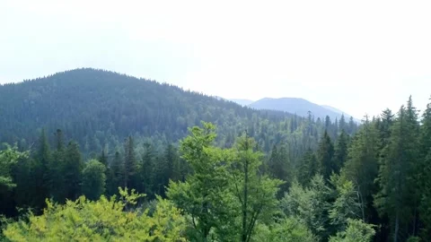 From green field behind tree move over forest trees Stock Footage 321133007