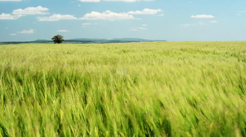 Green field with blue sky and clouds - Slow motion 1080p Stock Footage 39724902