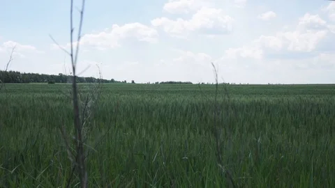 Green Field On The Blue Sky Background Stock Footage 109274404
