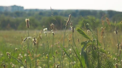 Green field with blurred background and detailed foreground Stock Footage 113764080