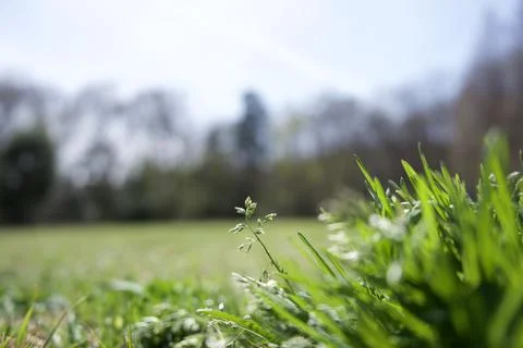 Green Field with Budding Grass Stock Photos