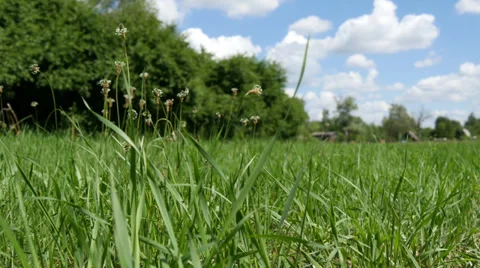 Green Field Camera Slider Stock Footage 39900709