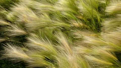 Green field close up of barley blowing in the wind Stock Footage 92006641