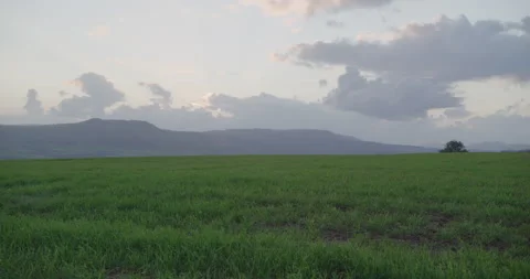 Green Field with Clouds Stock Footage 203909632