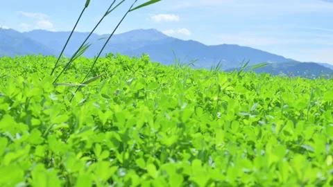 Green field with clover. Fresh spring grass in the hills. Leaves close-up Video stock 131746508