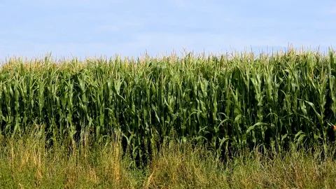 Green field with corn. Blue cloudy sky. Stock Footage 92742193