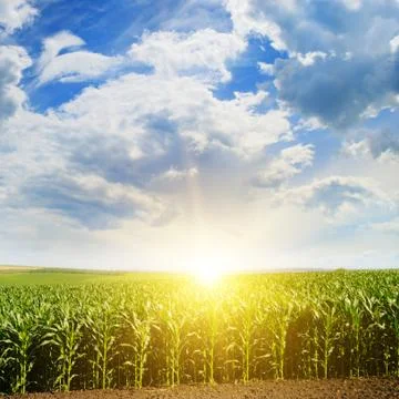 Green field with corn. Blue cloudy sky. Sunrise on the horizon. Stock-Fotos