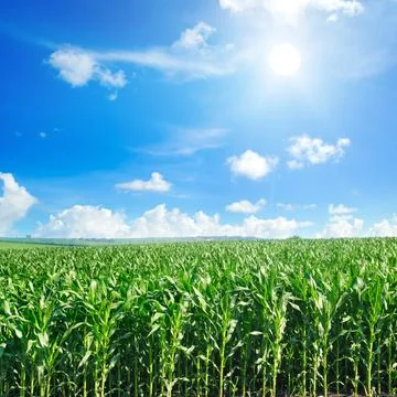 Green field with corn. Blue cloudy sky and sun. Stock-Fotos