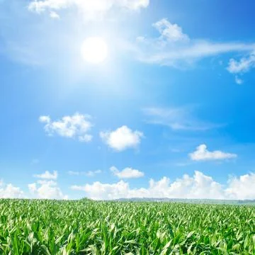 Green field with corn. Blue cloudy sky and sun. Foto stock
