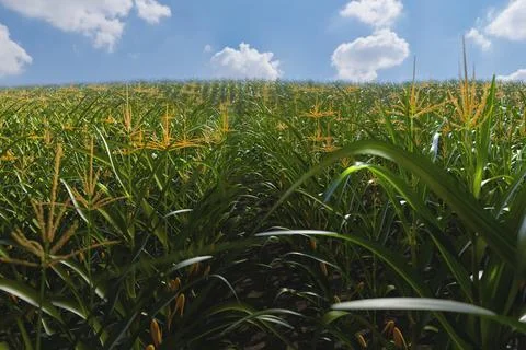 Green field of corn with cobs. Corn plant in 3D Stock Illustration