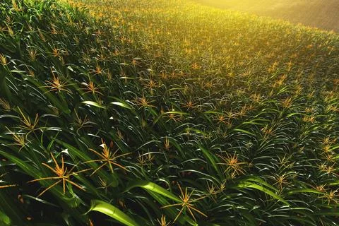 Green field of corn with cobs. Corn plant in 3D Stock Illustration