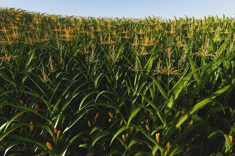 Green field of corn with cobs. Corn plant in 3D Stock Illustration