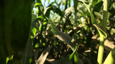 Green field of corn Stock Footage 73939936
