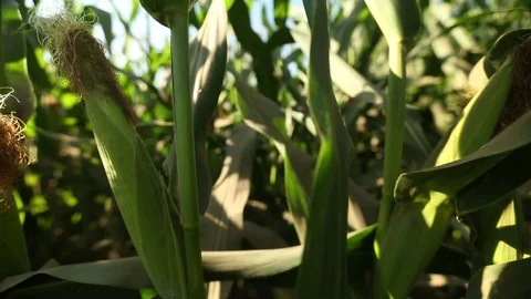Green field of corn Stock Footage 73940000