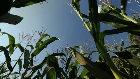 Green field of corn Stock Footage 73941881