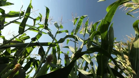 Green field of corn Stock Footage 73942070