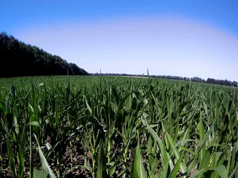 Green field of corn Stock Footage 91242089