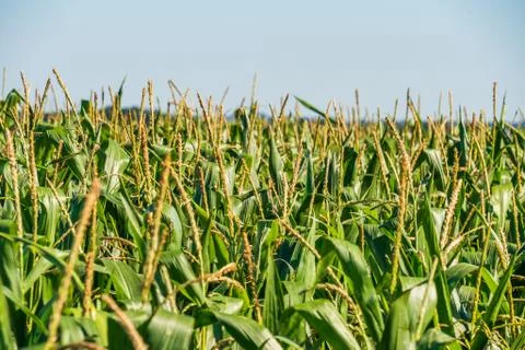 A Green Field of Corn Growing Up. Corn Plantation. Close Up Look Stock Photos