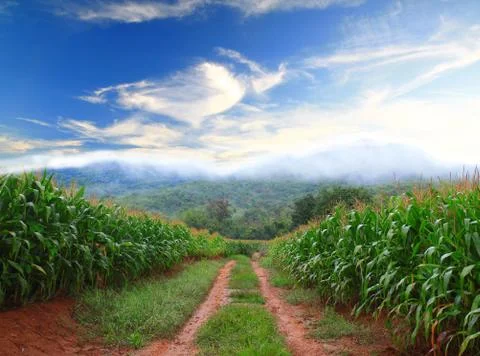 A green field of corn growing up Foto stock