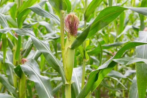 Green field of corn growing up Foto stock