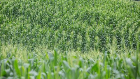 Green field of corn growing up Stock Photos