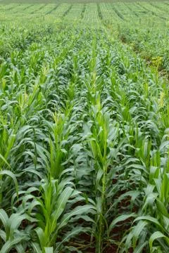 Green field of corn growing up Stock Photos