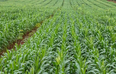 Green field of corn growing up Foto stock
