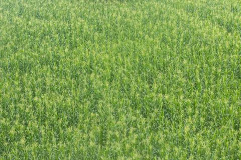 Green field of corn growing up Stock Photos