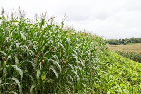 Green field of corn growing up Stock Photos