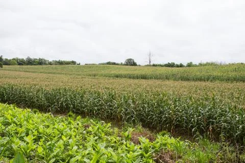 Green field of corn growing up Stock Photos