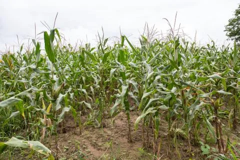 Green field of corn growing up Stock Photos