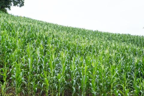 Green field of corn growing up Stock Photos