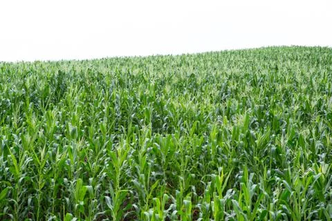 Green field of corn growing up Stock Photos