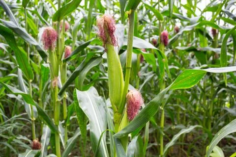 Green field of corn growing up Stock Photos