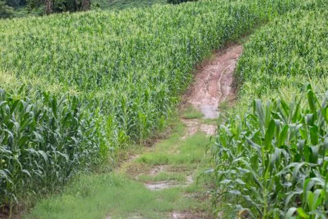 Green field of corn growing up Stock Photos