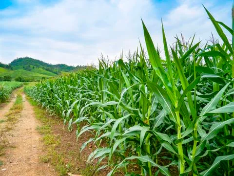 Green field of corn growing up Stock Photos
