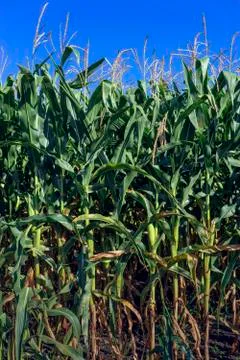 A green field of corn growing up Stock Photos