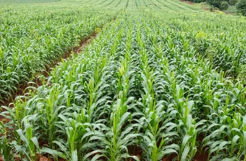 Green field of corn growing up Foto stock